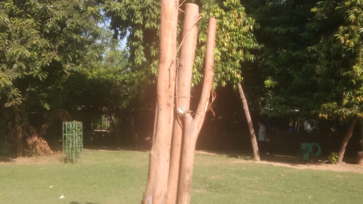 Murder of Holy Peepal Tree in the Sheesham Park