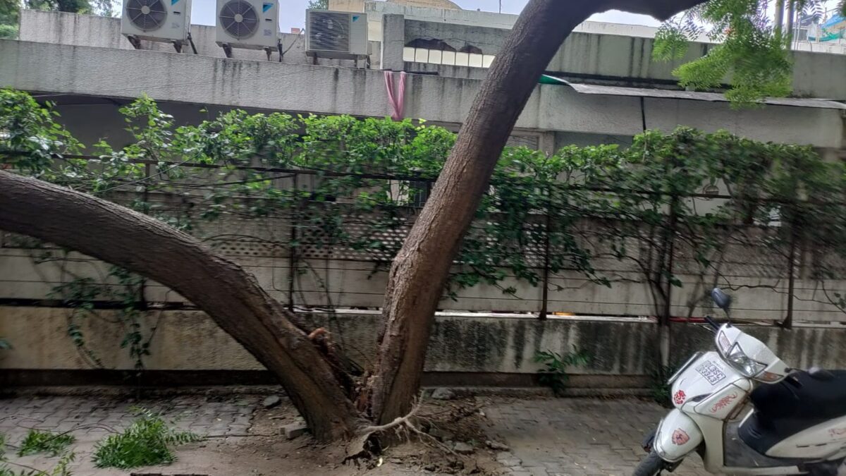 Termite Infested Tree