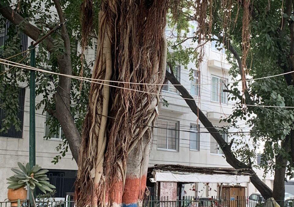 The Magnificent Trees of S Block Park