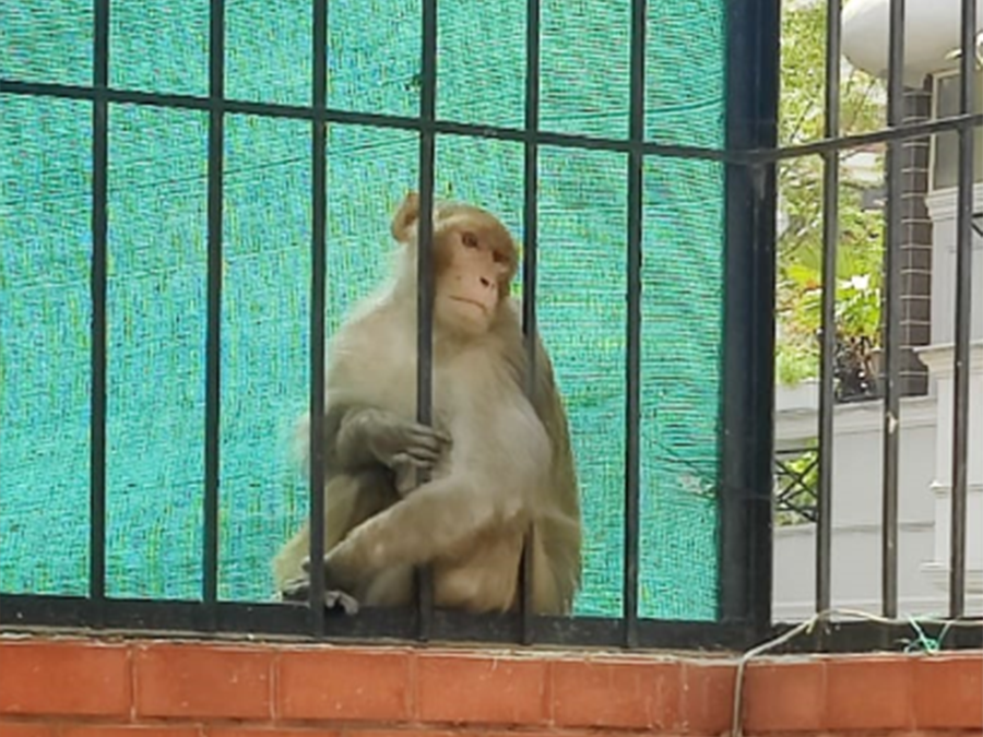 Dogs, Monkeys & Pythons -The Animal Kingdom Of DLF-2