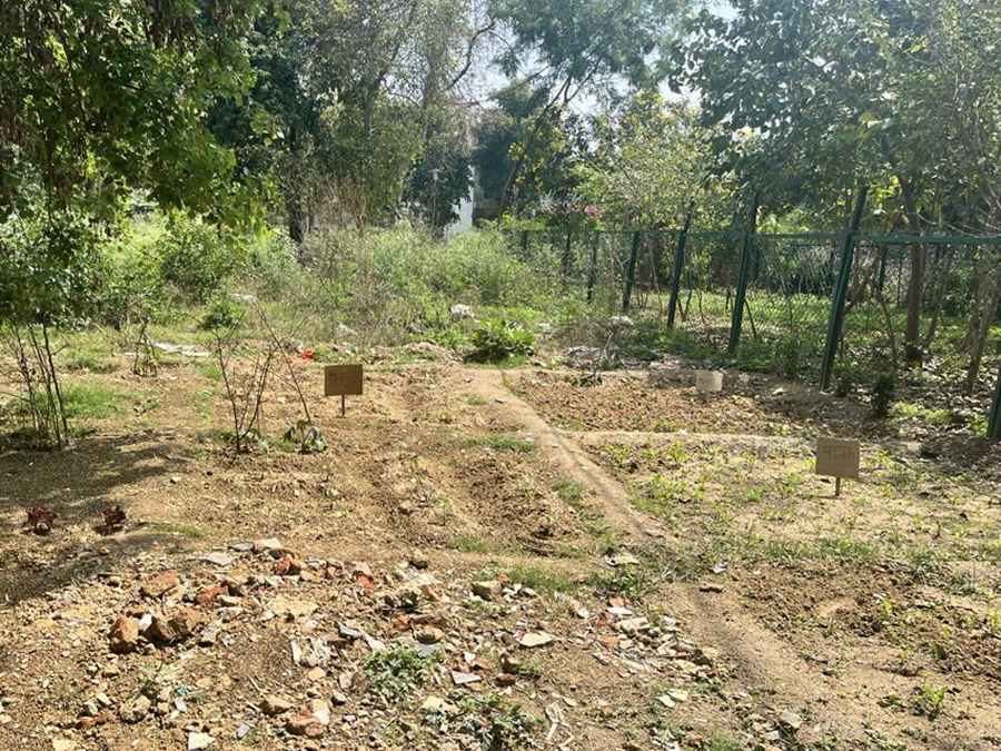 Vacant Plots Turn Into Green Vegetable Patches