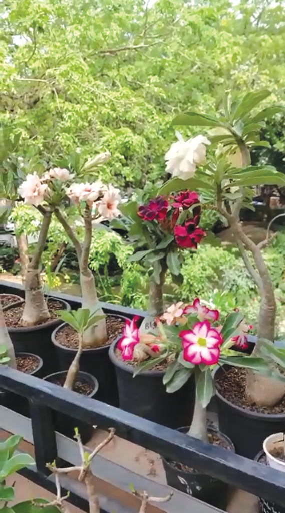 An Introduction to Adeniums a Less Known Plant - Samvada Broadcast