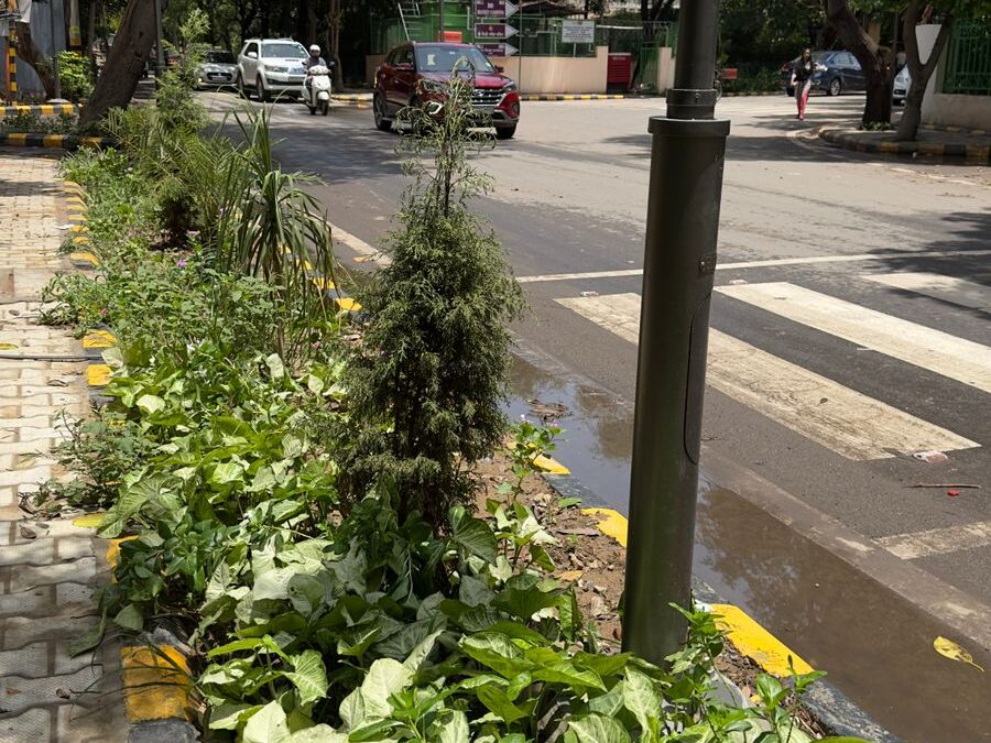 Maids Stealing Potted Flowers On Museo Rd