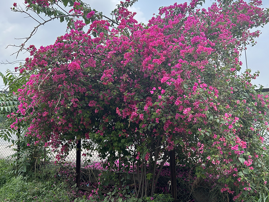 South City Bougainvilleas-Sentinels on duty