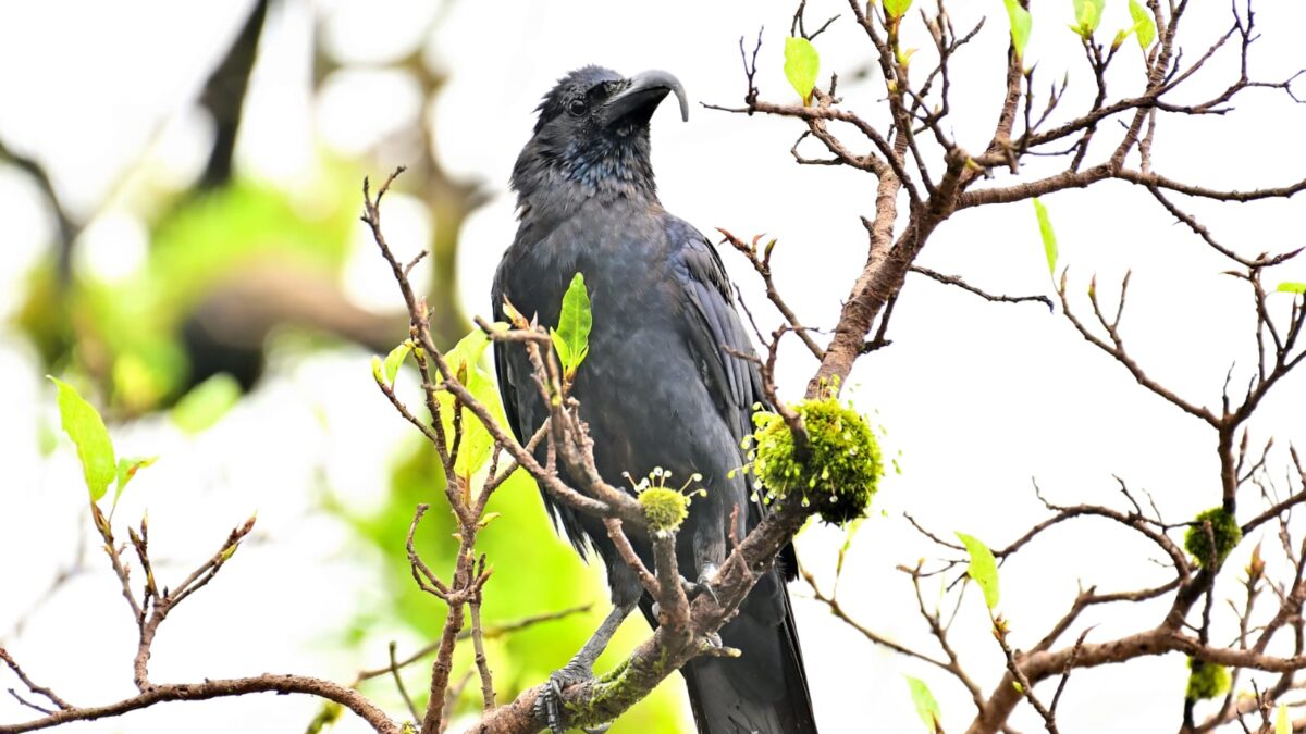 Unusual Bird Beaks: A Crow’s Curious Case