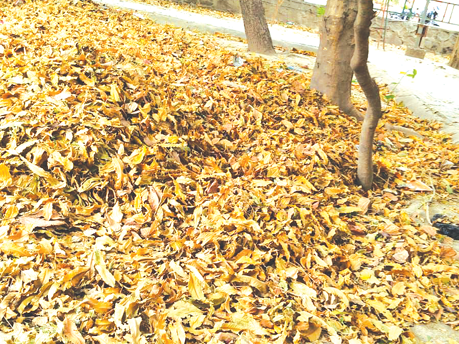 Addressing the Fire Hazard: The Need for Proper Disposal of Dry Leaves in Sector 61 Parks
