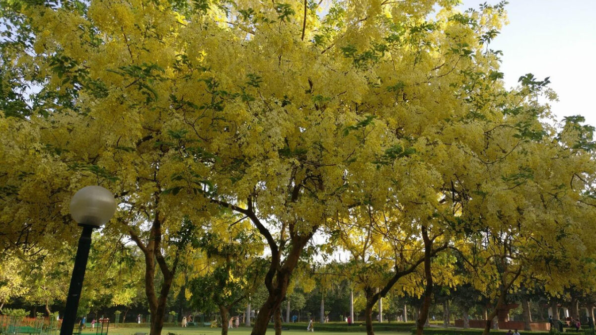 Artis-Tree Amaltas: Nature’s Golden Gift to Delhi’s Summers