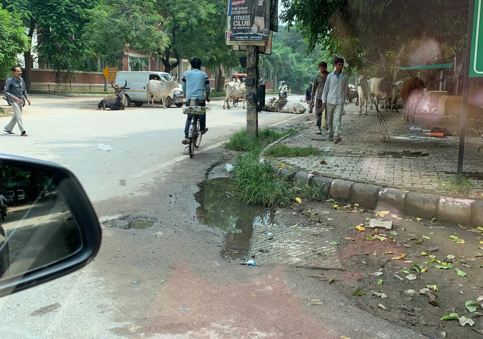 Stray Cattle Menace In Front of Galleria