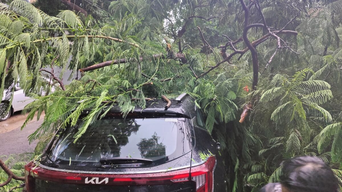 Close Call: Uprooted Tree Branches Trap Mother and Child 