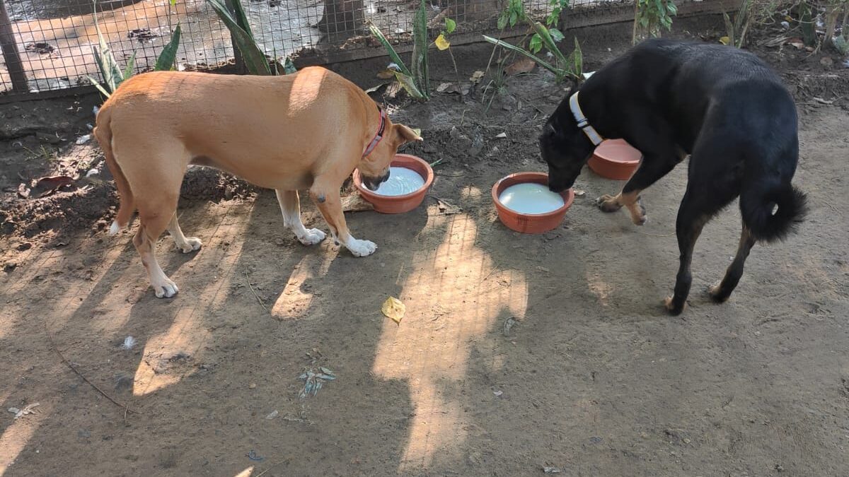 Not all Heroes Wear Cape: How Our Farmhouse Owners Gave Shelter To Dogs