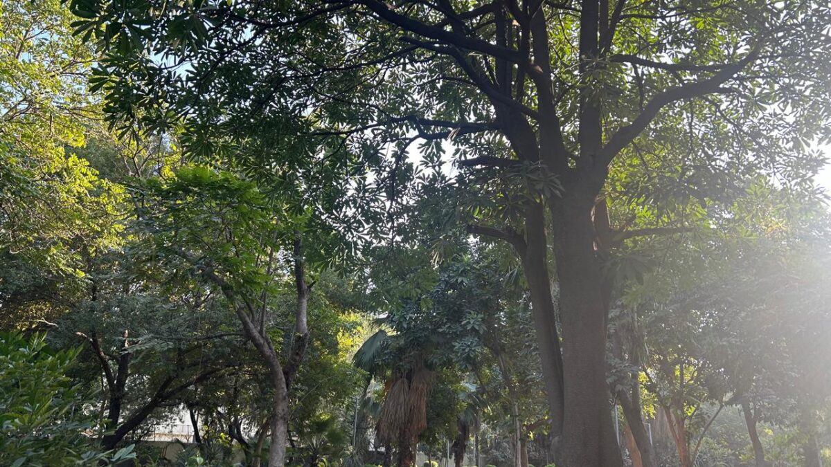 The Neglect of Noida’s Parks